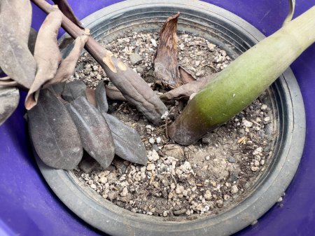 Wilting Plant with Brown Leaves and Damaged Stem in Potting Soil