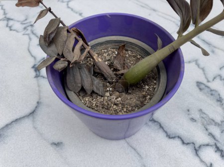 Detailed View of Diseased Houseplant in Pot