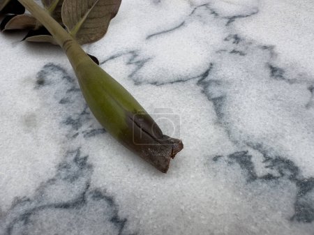 Beschädigter Stamm einer Zamioculcas Zamiifolia Pflanze isoliert auf Marmorboden