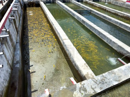 Cultivo de trucha dorada y otros peces en piscinas de hormigón en el valle de Swat, Pakistán.