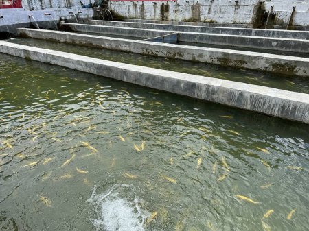 Breeding golden bright yellow color trout species in artificial concrete pond. Fish farming in swat valley, Pakistan