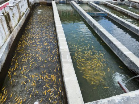 Golden trout fishes in water tank in a fish farm. Trout fish farming in Pakistan.