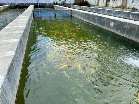 Countless trout fishes swimming in fish hatchery in swat, Pakistan