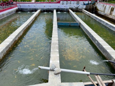 An artificial pond for trout farm and hatchery with a golden amber trout in green running water in Madyan Chail swat valley, Pakistan.