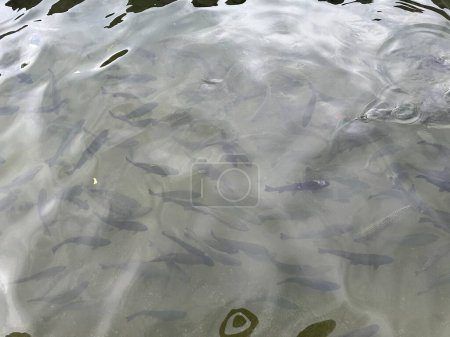 Regenbogenforelle (Oncorhynchus mykiss) fischt im See