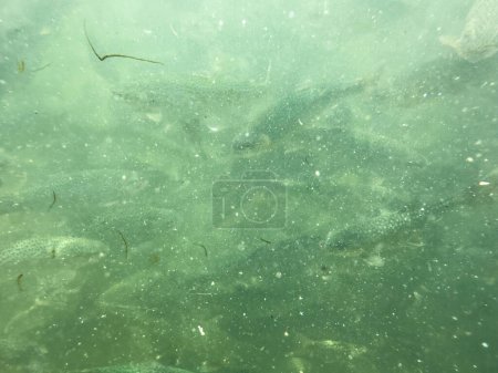 Unterwasser-Nahaufnahme einer Regenbogenforelle Fische im See kristallklares Wasser