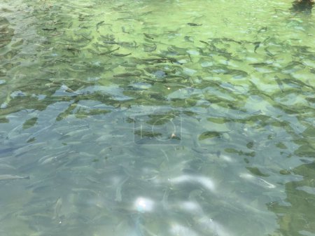 Eine Gruppe Süßwasserforellenfische kreist im Teich