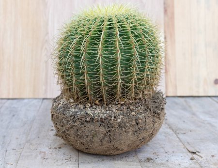 Echinocactus goldener Fasskaktus mit Wurzelstock und Erde bereit zum Umtopfen inot großen Gefäß