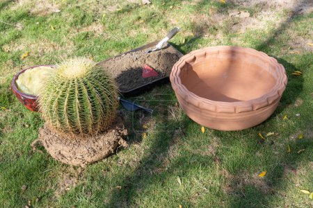 Gardening Project rehousing a golden barrel cactus into new flowerpot
