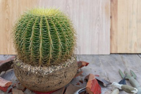 Golden barrel cactus with roots stock and broken flowerpot.