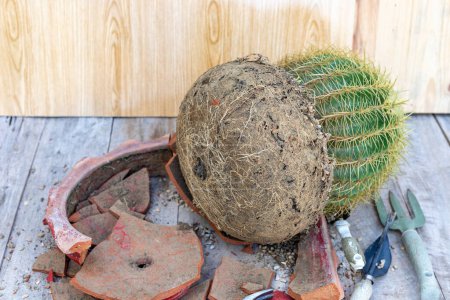 Golden ball cactus with broken flowerpot and gardening tools to transplant into a new pot