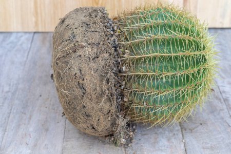 Kroenleinia grusonii or mother-in-law's cushion barrel cactus with broken clay pot and gardening tools