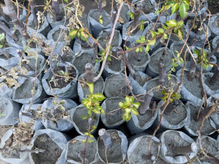 Bougainvillea plants in plastic bags.