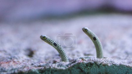Foto de Heteroconger hassi Pez anguila de jardín manchado fuera de la arena en la madriguera individual fondo marino vida marina - Imagen libre de derechos
