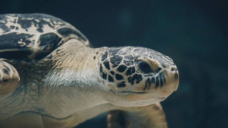 Close up shot of underwater sea turtle