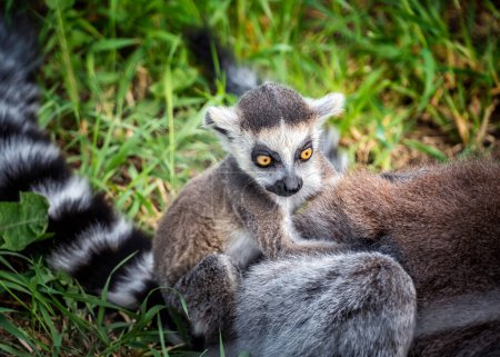 Primer plano de anillo de bebé lémur cola sentado en la espalda de la madre lémur fauna zoológico fotografía Madagascar