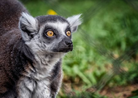 Téléchargez les photos : Gros plan anneau à queue lémurien faune zoo photographie Madagascar - en image libre de droit