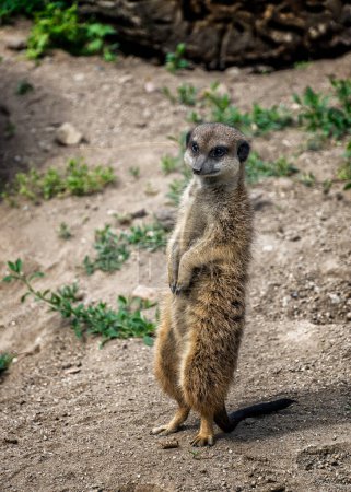 Primer plano de suricates salvajes suricates meerkat de pie sobre su pierna fauna zoológico fotografía