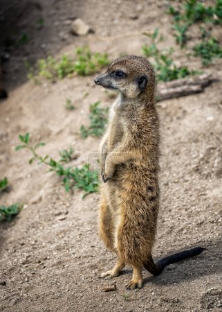 Close up shot of wild suricates meerkat standing on her leg wildlife zoo photography