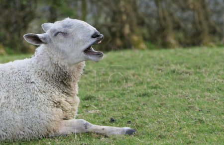 Téléchargez les photos : Funny Bluefaced Leicester Ram yawning laying in a field on a farm in UK - en image libre de droit