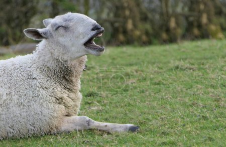 Téléchargez les photos : Funny Bluefaced Leicester Ram yawning laying in a field on a farm in UK - en image libre de droit