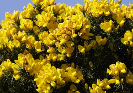 Gorse Whin en pleine floraison avec feuille jaune en Irlande
