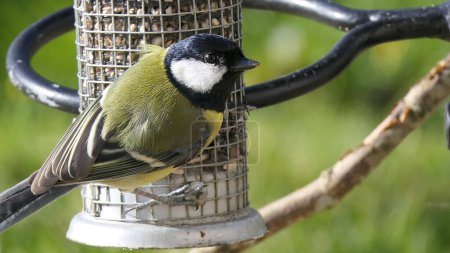 Photo for Great Tit feeding from a bird table in the UK - Royalty Free Image