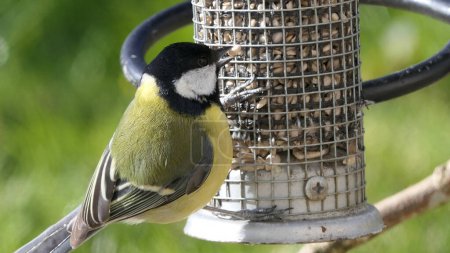 Foto de Great Tit feeding from a bird table in the UK - Imagen libre de derechos