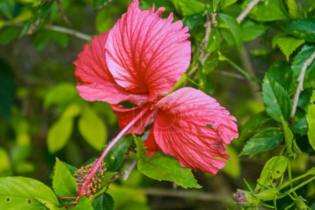 Un impresionante primer plano de una vibrante flor de hibisco rosa en plena floración, rodeada de exuberante follaje verde. Los delicados pétalos y los intrincados detalles del estambre crean un hermoso contraste con la vegetación, capturando la esencia de la belleza tropical. 