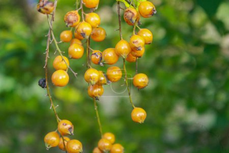 A detailed close-up of golden berries hanging from a branch, set against a lush green background. The vibrant colors and natural setting highlight the beauty of nature.
