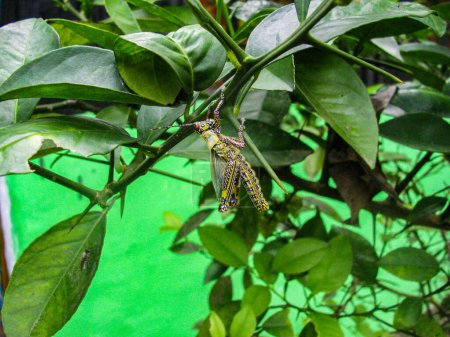 Eine Nahaufnahme einer farbenfrohen Heuschrecke, die auf grünen Blättern hockt und ihre komplizierten Muster und lebendigen Farbtöne in einer natürlichen Umgebung präsentiert.