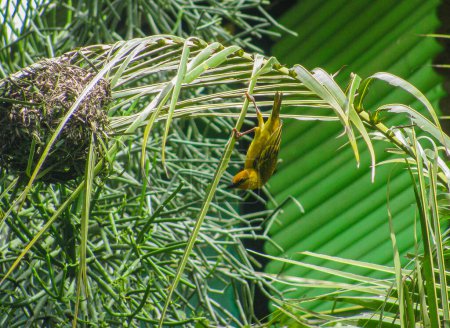 Ein lebendiger gelber Webervogel baut gekonnt sein Nest zwischen grünen Palmblättern. Die komplizierte Weberei und die natürliche Umgebung unterstreichen die Handwerkskunst des Vogels und die Schönheit der Natur.
