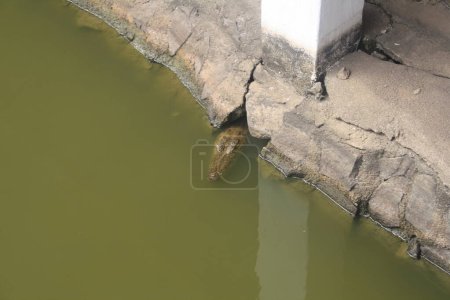 Un crocodile partiellement immergé dans l'eau trouble, se mélangeant parfaitement avec son environnement. La scène se déroule près d'une structure en béton, mettant en valeur l'habitat naturel du crocodile.