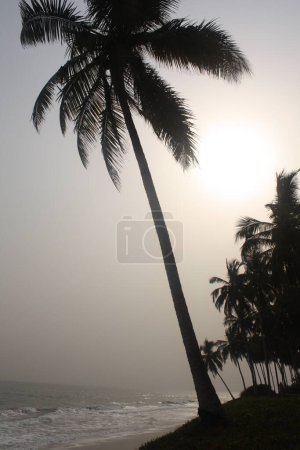 La silhouette d'un grand palmier contre le soleil couchant, créant une scène dramatique et sereine. Les vagues de l'océan sont visibles en arrière-plan, ajoutant à l'ambiance paisible.