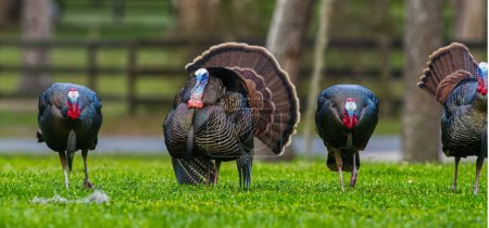 Photo for Rafter, gobble or flock of male Tom Osceola Wild Turkey - Meleagris gallopavo osceola - strutting on display - Royalty Free Image