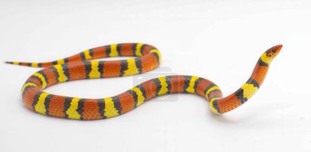 Téléchargez les photos : Wild scarlet kingsnake or scarlet milk snake - Lampropeltis elapsoides - Isolated on white background - en image libre de droit