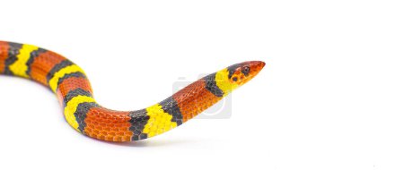 Foto de Wild scarlet kingsnake or scarlet milk snake - Lampropeltis elapsoides - close up side profile view of head - Imagen libre de derechos
