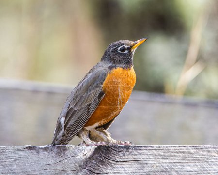 Adult wild American robin - Turdus migratorius - on fence post showing signs of severe feet and leg issues, possibly Epizootic podoknemidokoptiasis