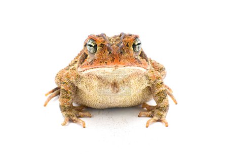 Photo for Toad isolated on white background.  Southern toad - Anaxyrus terrestris - front view showing cranial knobs - Royalty Free Image