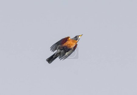 Photo for Adult wild American robin - Turdus migratorius - Isolated on light background while in flight - Royalty Free Image
