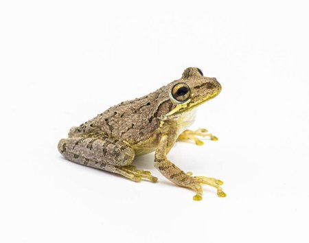 Cuban tree frog - Osteopilus septentrionalis - isolated cutout on white background.  Large toe pads visible