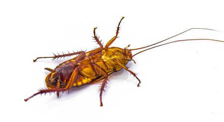 Photo for Australian cockroach - Periplaneta australasiae Fabricius - isolated on white background.   Alive on back - Royalty Free Image