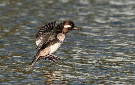 Photo for Bucephala albeola - bufflehead Female duck flying and landing in pond water - Royalty Free Image