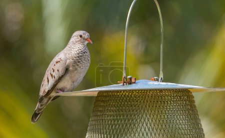 Foto de Common ground dove bird - Columbina passerina - perched on bird seed feeder. Profile view - Imagen libre de derechos