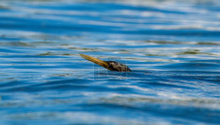 Téléchargez les photos : Anhinga anhinga water bird swimming in choppy water with its head barely visible. Common water fowl - en image libre de droit