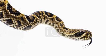 Téléchargez les photos : Eastern Diamondback rattlesnake - crotalus adamanteus isolated on white background side profile view of head with tongue out. - en image libre de droit