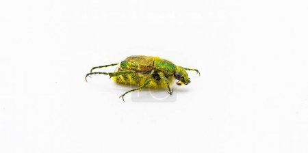 Téléchargez les photos : Fleur d'émeraude scarabée ou fleur vert métallique scarabée - Trichiotinus lunulatus - Isolé sur fond blanc - en image libre de droit