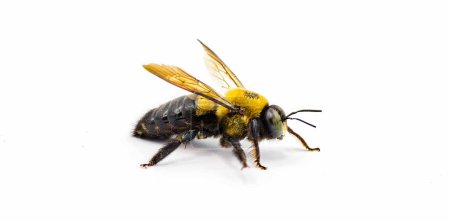Téléchargez les photos : Mâle abeille charpentier de l'Est - Xylocopa virginica - vue de profil latérale. Découpe isolée sur fond blanc - en image libre de droit