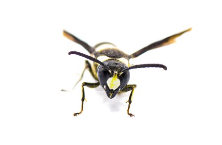 Foto de Euodynerus bidens - dos dientes Eumenine mason wasp. vista frontal aislada sobre fondo blanco - Imagen libre de derechos