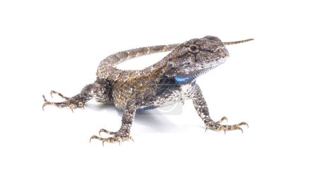 Photo for Male eastern fence lizard or swift -Sceloporus undulatus - isolated on white background.  Blue belly and neck visible - Royalty Free Image